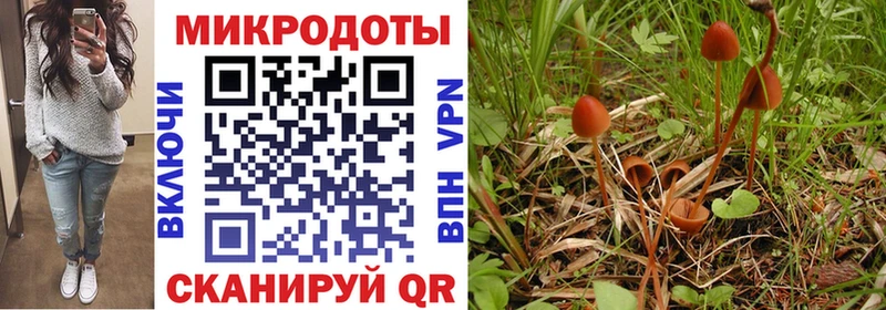 Псилоцибиновые грибы Psilocybe  Реутов 