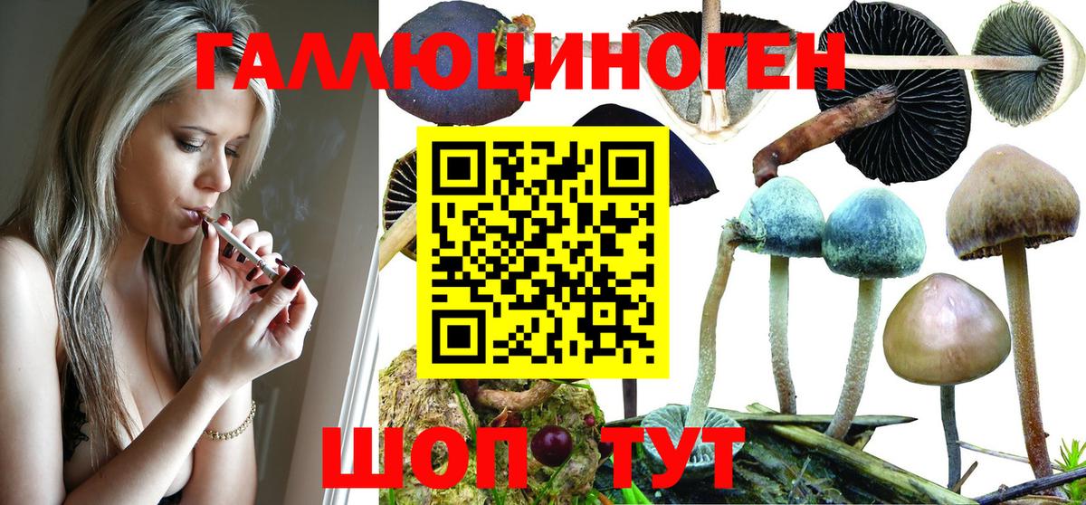 Псилоцибиновые грибы Psilocybe Реутов